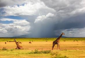 Safari Discover Tanzania Deluxe