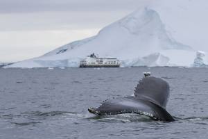 HX Expeditie Antarctica | Beleef de Antarctische Lente