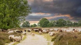 Wandelen door Nationaal Park Drentsche Aa