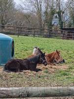 Campingplatz in Ouilly du Houley, Normandie