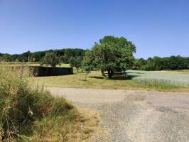 Auf der Obstbaum-Wiese inmitten von Feldern