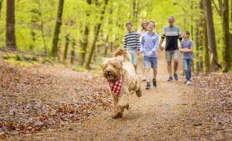 Camping Ardennen Bertrix