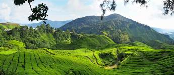3-daagse bouwsteen Cameron Highlands
