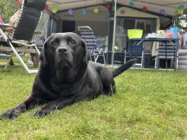 Basis kampeerplaats met Hond