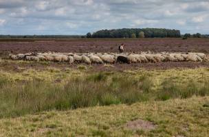 Fietsvakantie Witteveen
