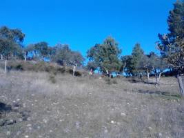 Holly Val Olivenhain