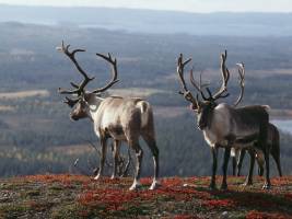 Autorondreis Fins Lapland