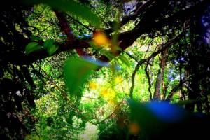 Samadhi Guest Inn Ella