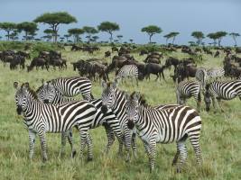 16 daagse safari Verrassend Tanzania & Zanzibar