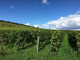 Charmant Bourgogne, Auvergne en Loire - 10-daagse roadtrip