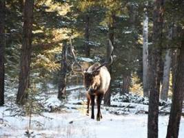 JW Marriott Edmonton Ice District