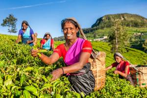 Groepsreis Schatten van Sri Lanka