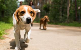 Safari Tenten met Sanitair 4 personen