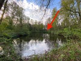 Ruhiges Stück Natur im Wald mit eigenem Teich