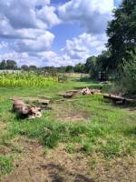 Ruhig gelegener biodynamischer Bauernhof im Zuider Kempen Heist 