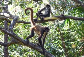 Highlights Belize: Maya-cultuur en natuurpracht Deluxe