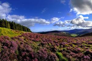 B&B autorondreis Hoogtepunten van Zuidoost Ierland