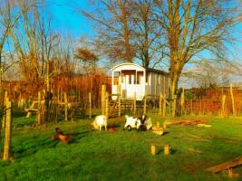 Glamping im Streichelzoo in einem bezaubernden Zigeunerwagen