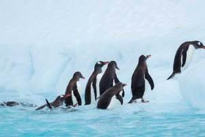 Hurtigruten MS Roald Amundsen expeditie Antarctica, Hoogtepunten