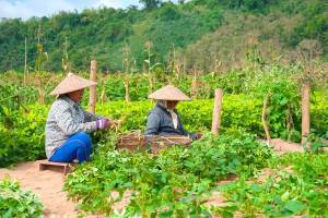 Bezoek aan de Living Land Farm in Luang Prabang