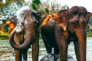 Mandalao Elephant Conservation
