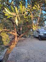 Campspace in Xerta, Catalonia