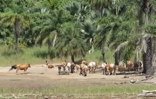 8 daagse combinatiereis Beleef het échte Gambia