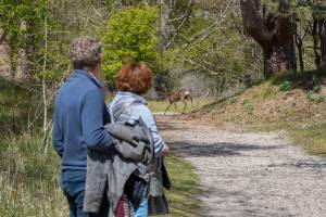 Zonnedorp 23 Zeeland Huis Renesse: Luxe Strandvakantie | Dichtbi