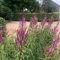 Bauerngarten: Minicamping in Friesland