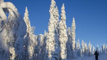 Winter Wonderland in Finnish Lapland