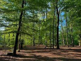 Vollkommenes Campingglück im Wald