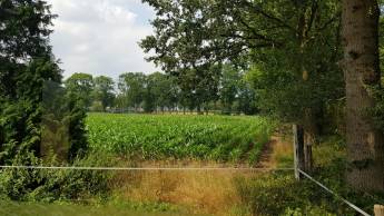 Lommstead im Naturpark Maasduinen.