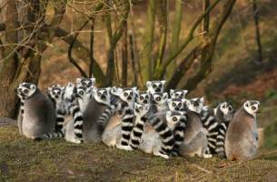 Rondreis MADAGASCAR kort - 17 dagen; Bijzonder Madagascar