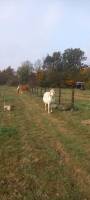 Kleiner Ponyhof im Lemgow, Niedersachsen