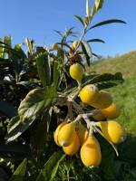 Campingplatz mit Meer- und Bergblick zwischen Odeceixe und São T