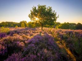 Landal Gooise Heide