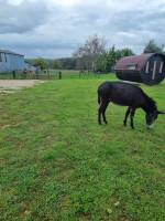 Ruhiger und erholsamer Campingplatz mit unseren Eseln - Ferme la