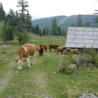 Paradies für Vegetarier / Veganer!