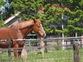 Camping am Rande eines Waldes und eines Freizeitsees in der wund