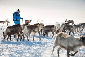 8-daagse groepswintervakantie Fins Lapland - Luosto