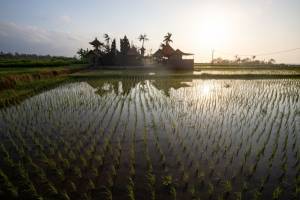 Familiedag tussen de rijstvelden op Bali