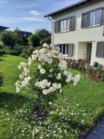 Zeltplatz unter einem alten grossen Apfelbaum in der Nähe vom 