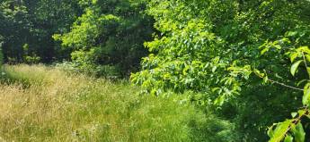 Campingplatz in einem kleinen Westerlo-Wäldchen