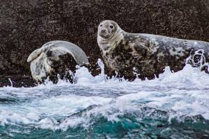 Wildlife Eco Cruise - Valentia Island