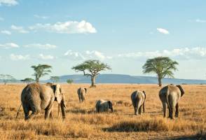 Safari Discover Tanzania