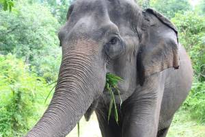 De olifanten van Wildlife Friends (vanuit Hua Hin)