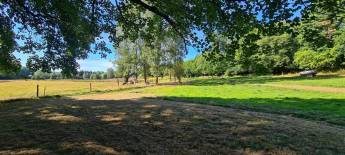 Wiese unter Tieren