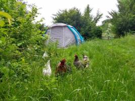 Waldgarten bei Hameln