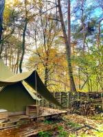 Zurück zu den Wurzeln in den Belse-Wäldern von Geel, Antwerpen