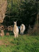Mitten in der Natur zwischen den Ponys